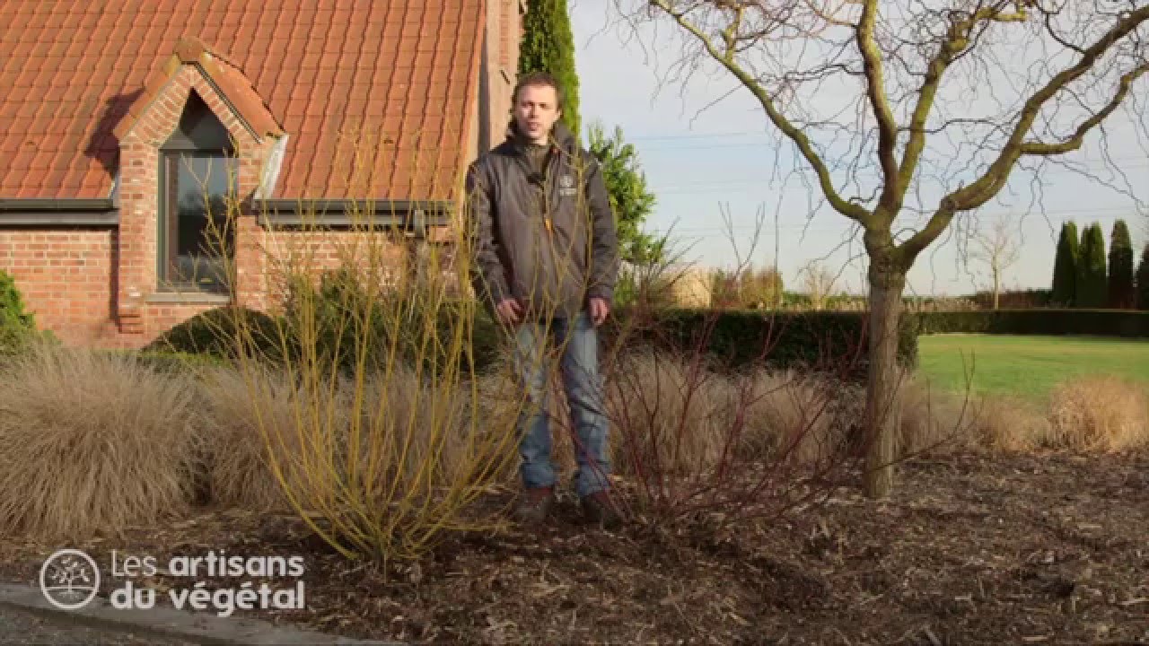 Comment tailler un arbuste ? Exemple du cornouiller