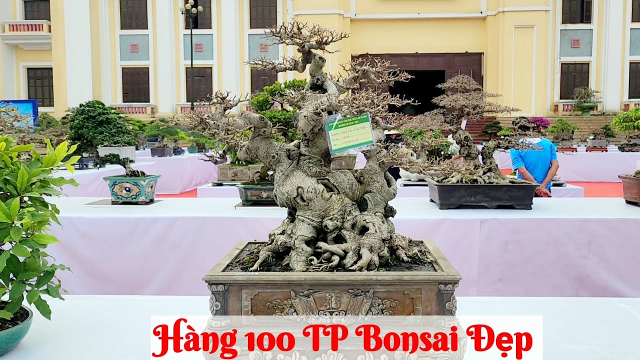 Hàng 100 TP Bonsai đẹp hội tụ tại triển lãm Cây cảnh Hà Nam 2023