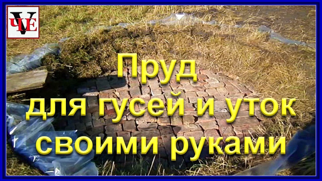 Пруд для гусей и уток своими руками.