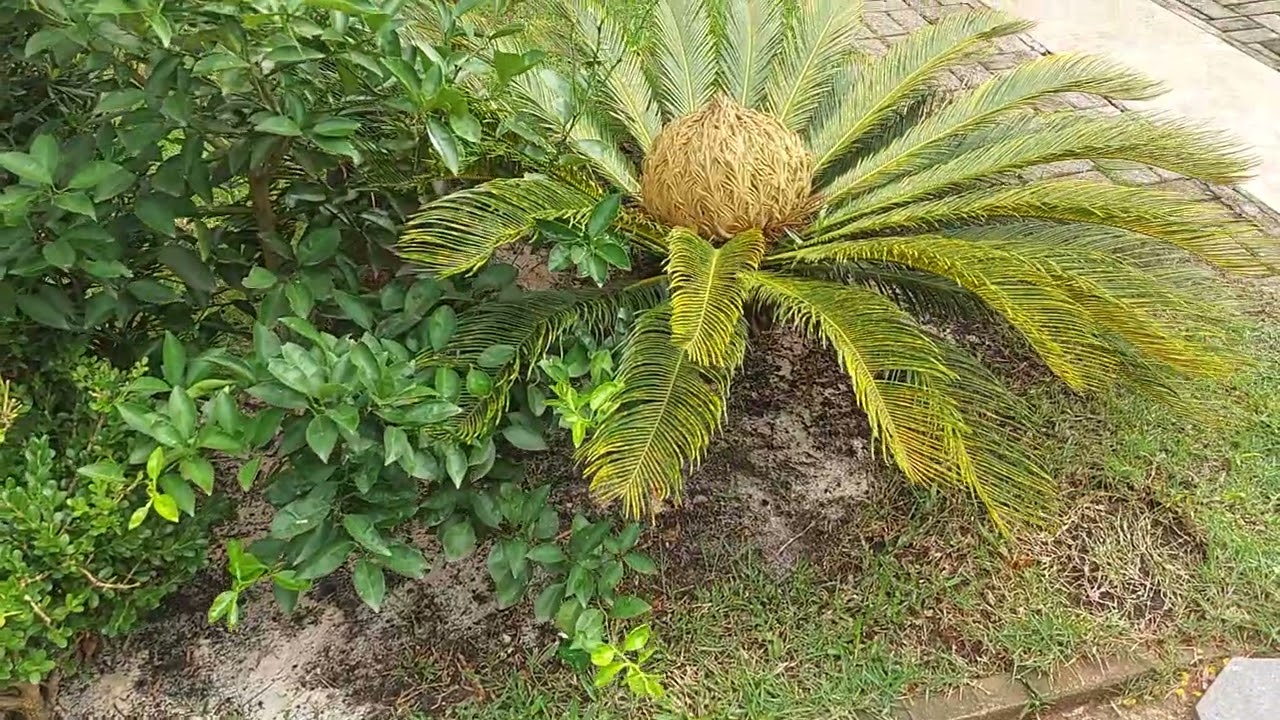 Jardim da casa no Residencial San Marino!