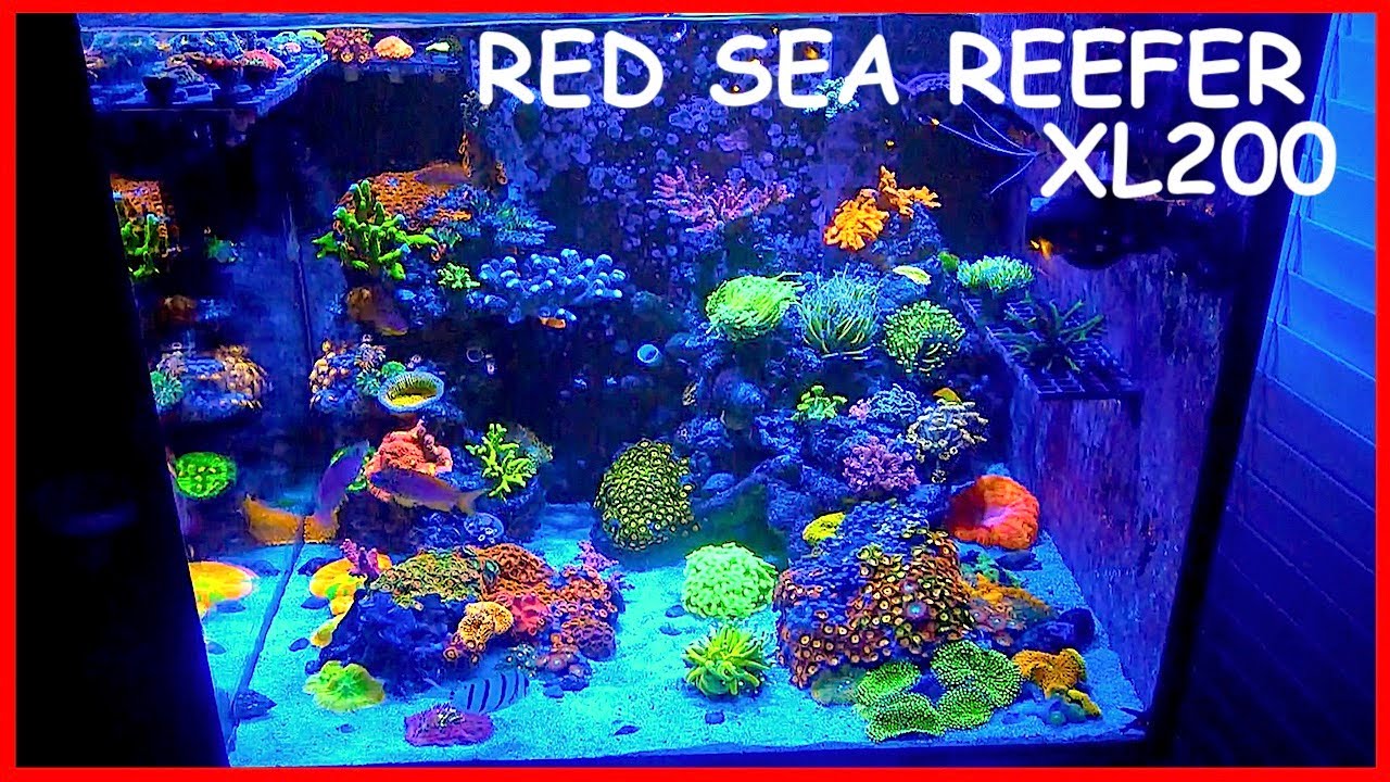 Red Sea Reefer XL 200 Reef Tank (Update #3)