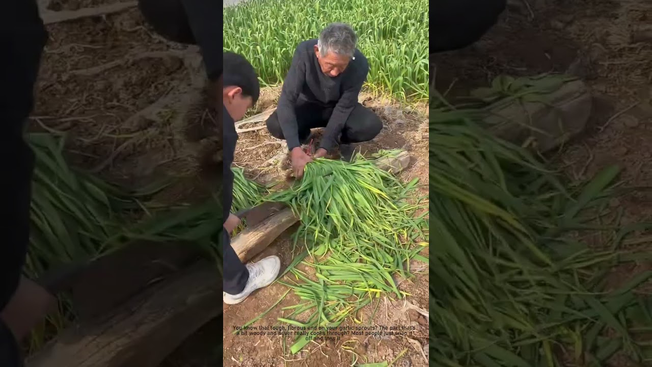 The Secret to Perfect Garlic Sprouts! 🌱