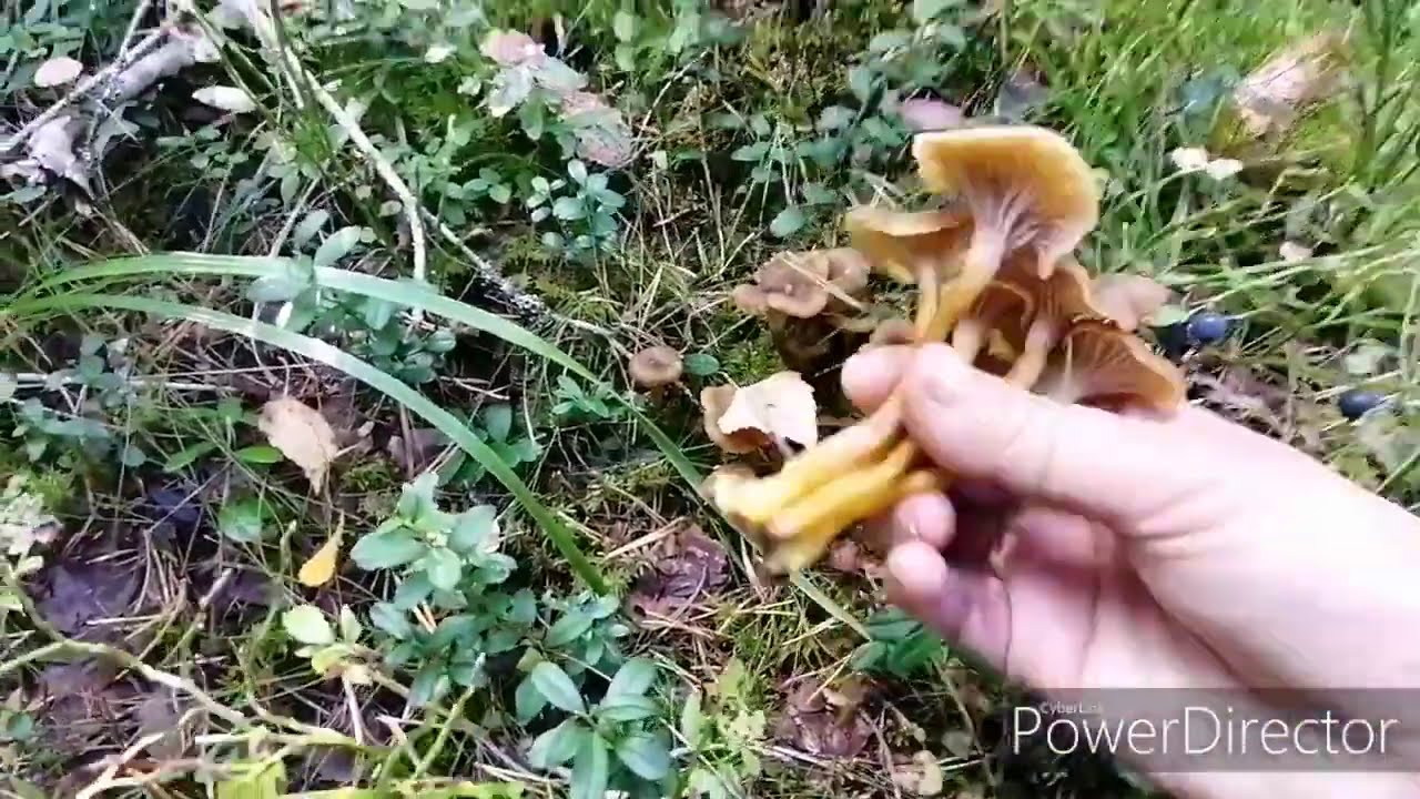 Picking Wild Mushrooms 2020. Kantarelli ja Suppilovahvero Sieni
