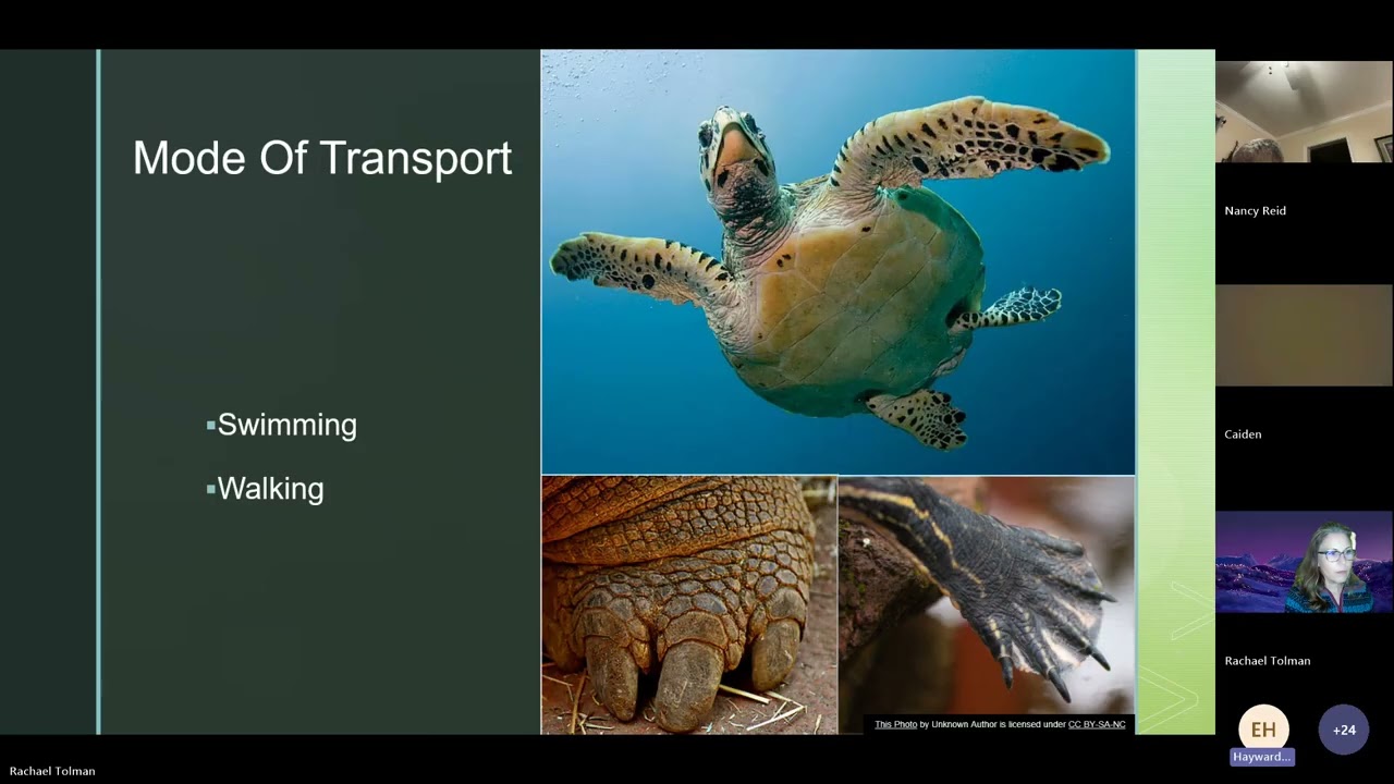 Deep Dive: The Life of a Box Turtle