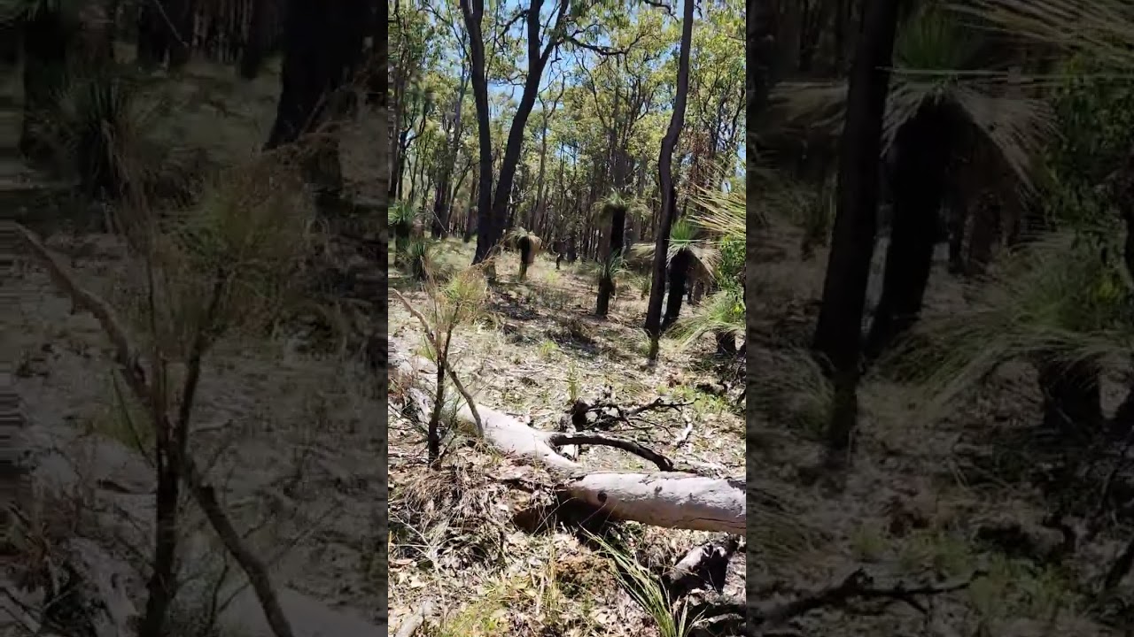 black boy or grass tree in australia 🇦🇺