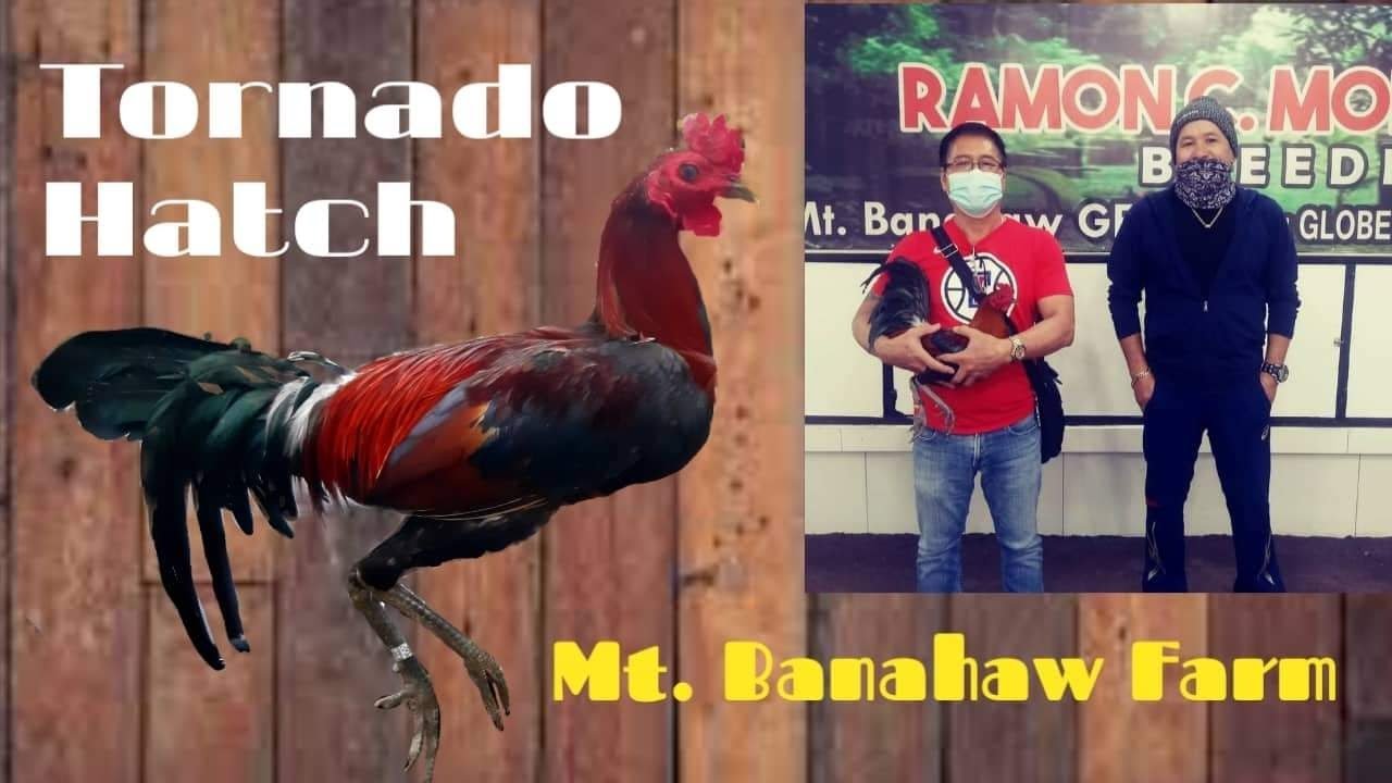 TORNADO HATCH trio