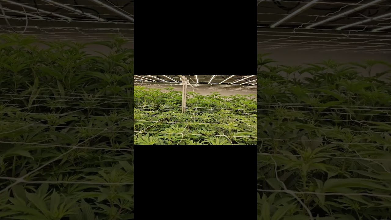 Commercial Grade LED Grow Lights | Flexstar 800W PRO