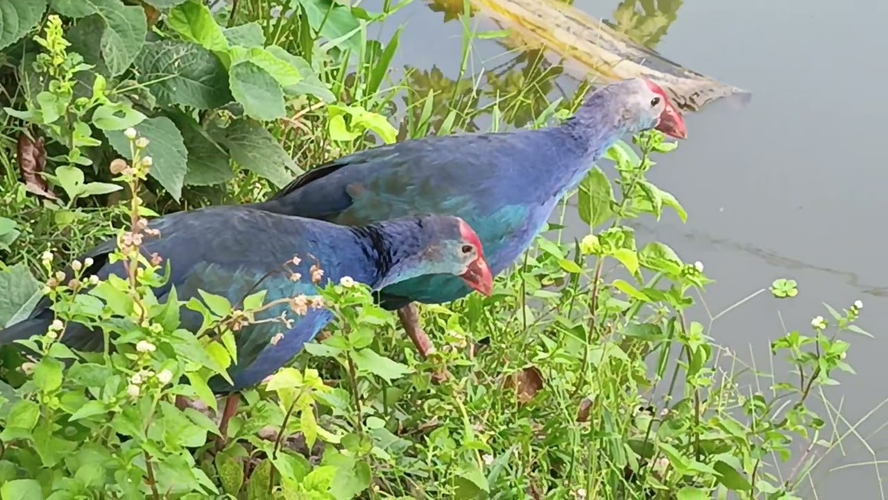 Kaleim phaki