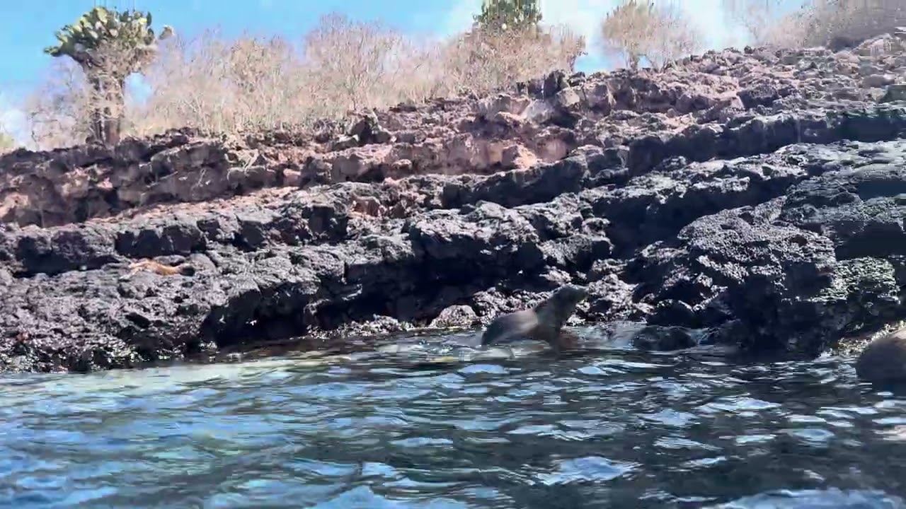 Guide and Sea lions