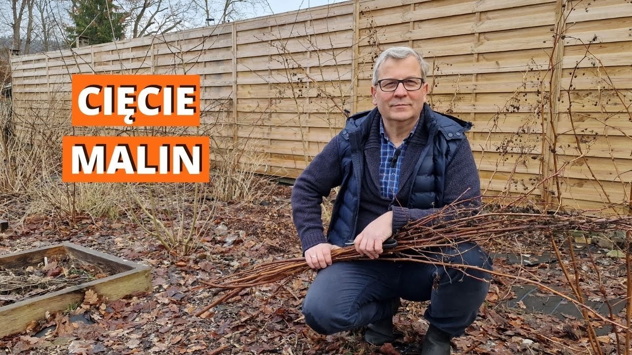 Cięcie malin jesiennych. Jak ciąć maliny jesienne, a jak letnie?