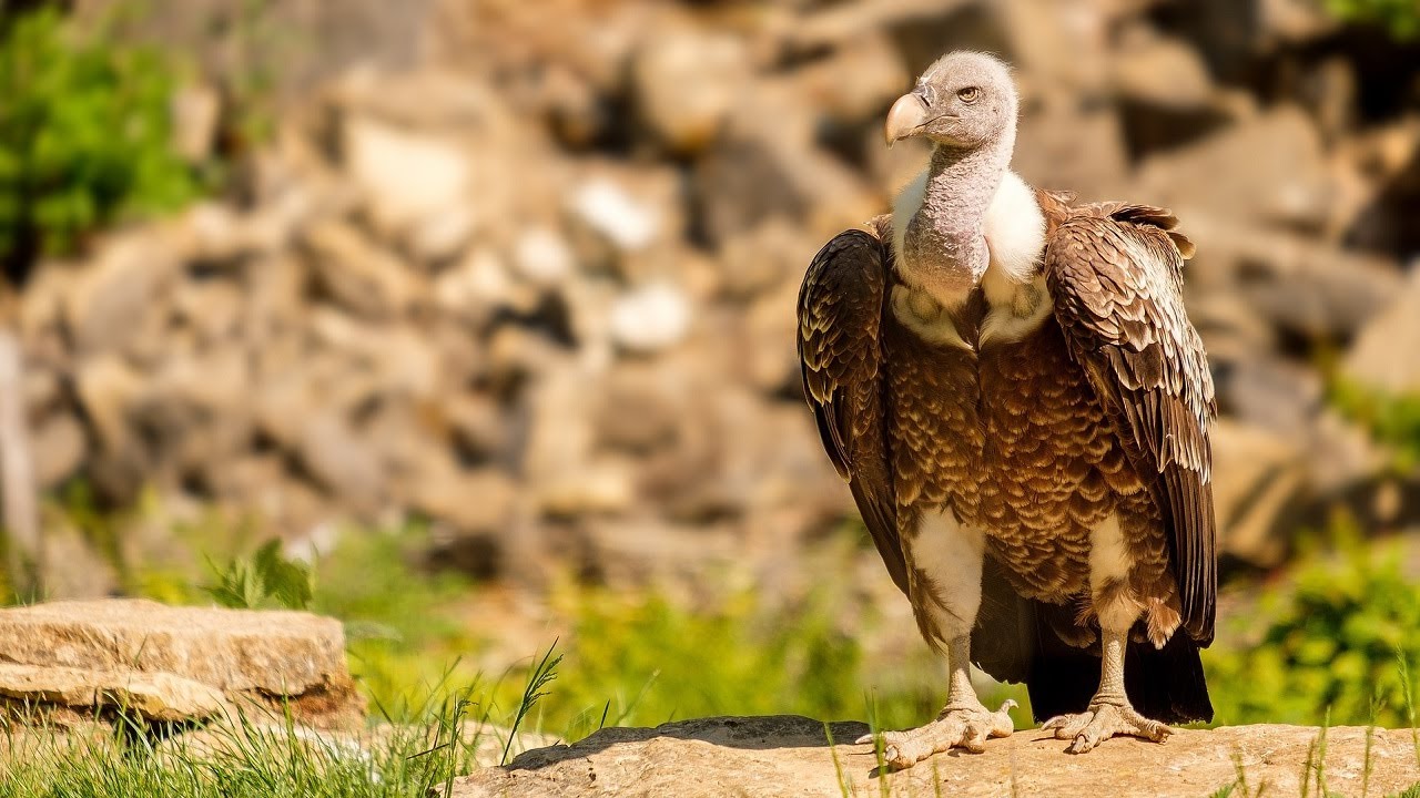 10 Wild Animals in Saudi Arabia Part 2