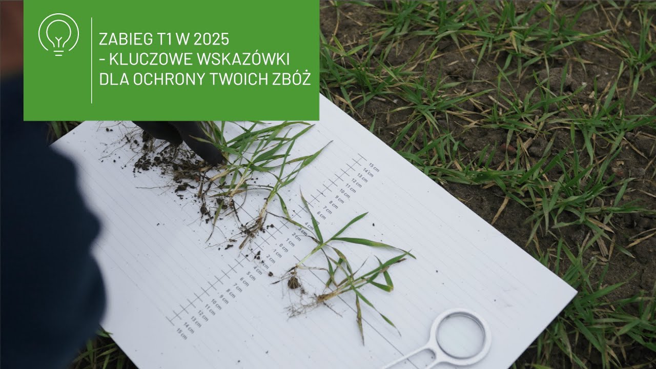 Zabieg T1 w 2025 &ndash; kluczowe wskaz&oacute;wki dla ochrony Twoich zb&oacute;ż! 🌾🔍