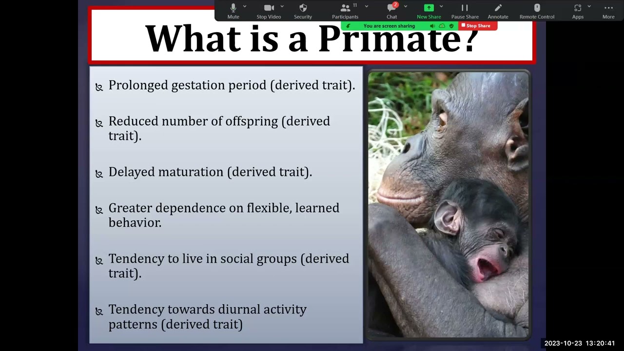 Primate Classification Lecture (Part 1)