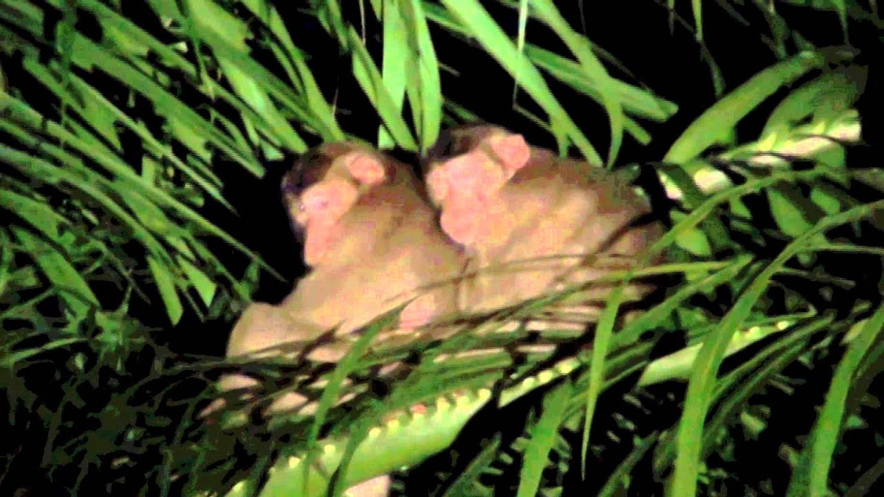 Tabin Night Safari, Sabah, Malaysia