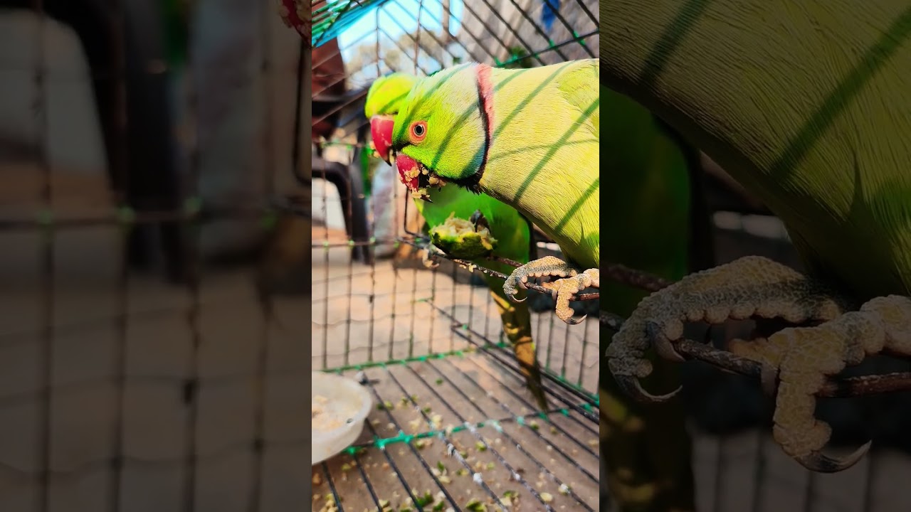 Very hungry parrots🦜😱 #birds