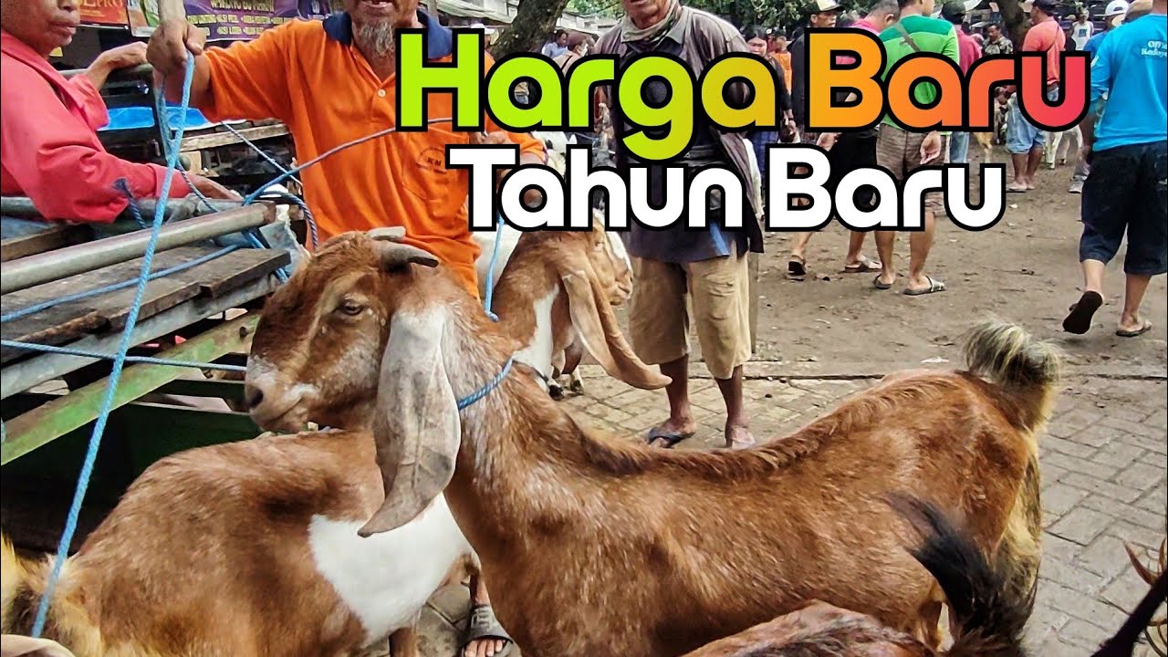TAHUN BARU HARGA BARU ??? PASAR KARANGREJO TULUNGAGUNG