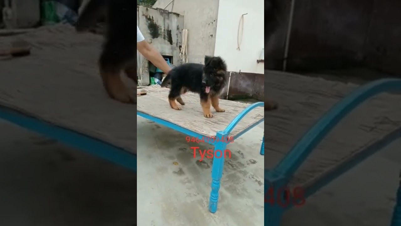 #doginstagram #puppy #dogoftheday #instadogs #doggie #dogstagram #dogs #doglover #instadog #doglove