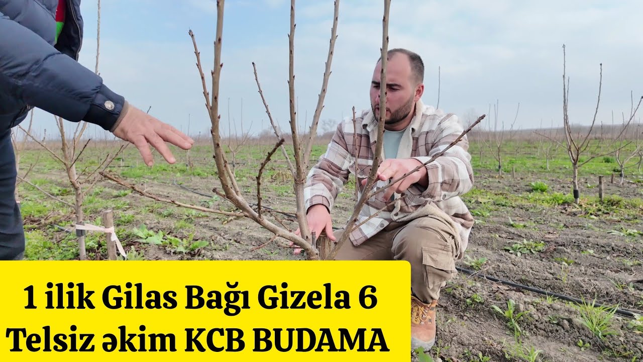 Bir illik Gilas Bağı Gizela 6 Telsiz əkim KCB üsulu budama