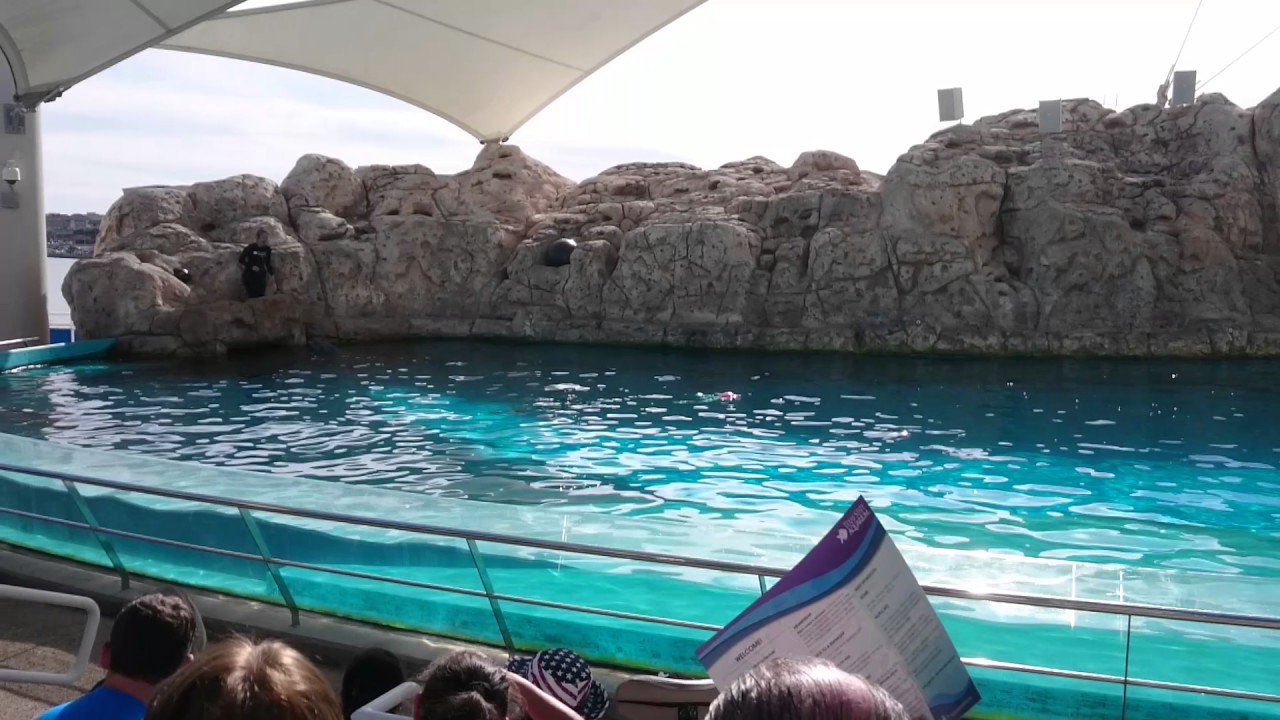 Dolphin Show @ Texas State Aquarium 2017 january