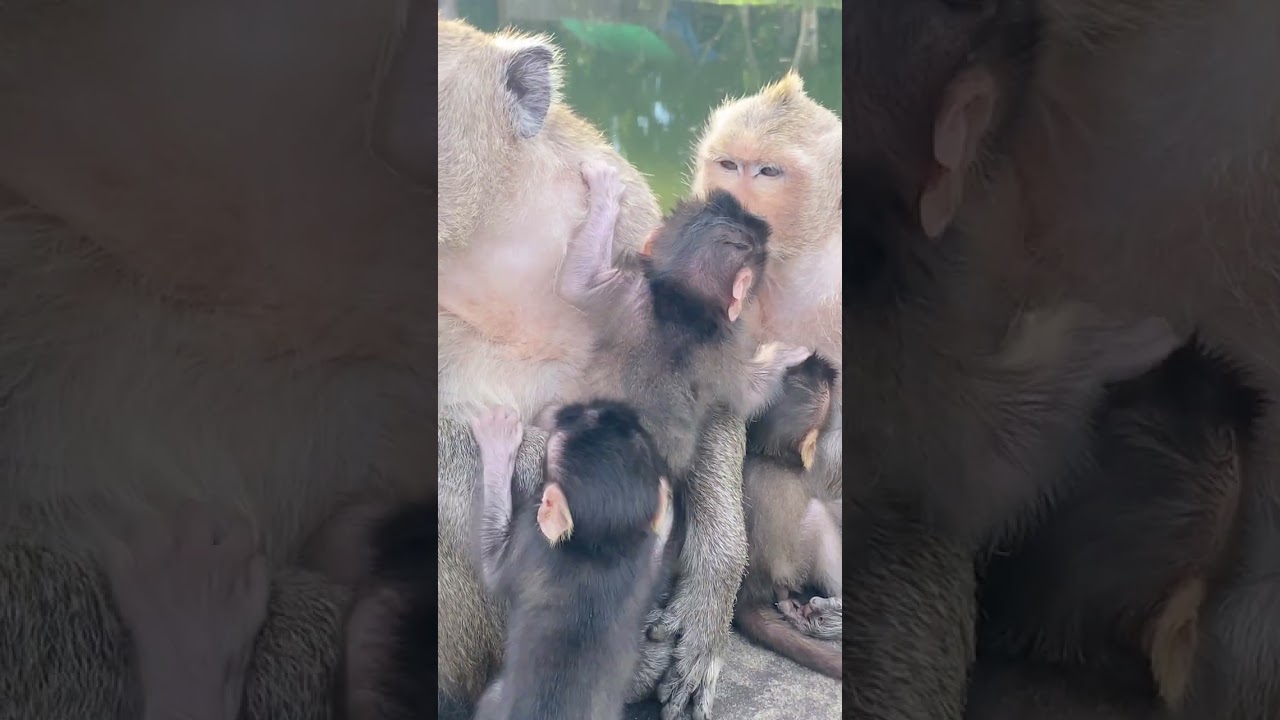 #monkey #monkeysr #babymonkey #cutemonkey #nature #colonelkkjϟ 