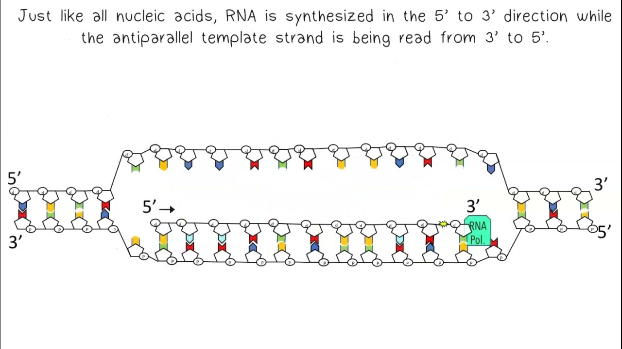 Transcription AP Biology