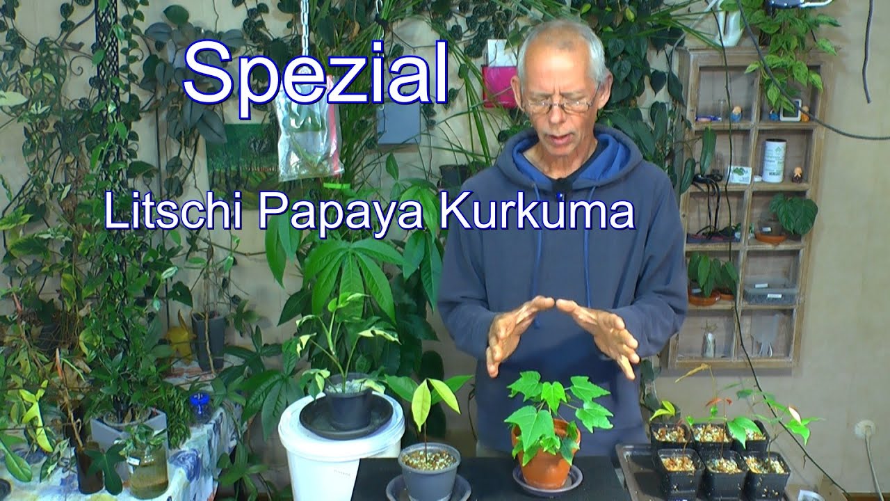 Zimmerpflanzen Spezial Litschi Pflege Papaya und Kurkuma einpflanzen in Zeolith und Pflanzen