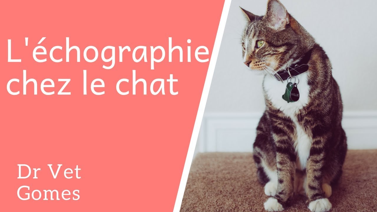 L'échographie chez le chat