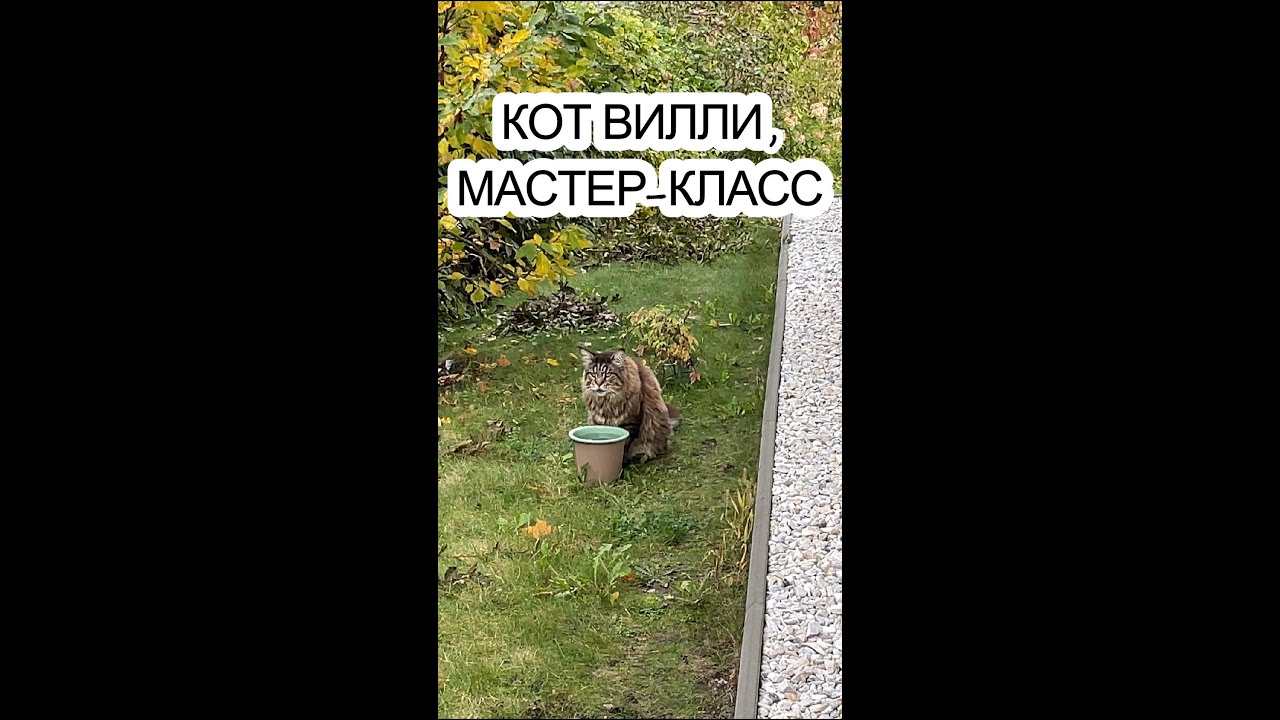 Кот Вилли, мастер-класс #shorts