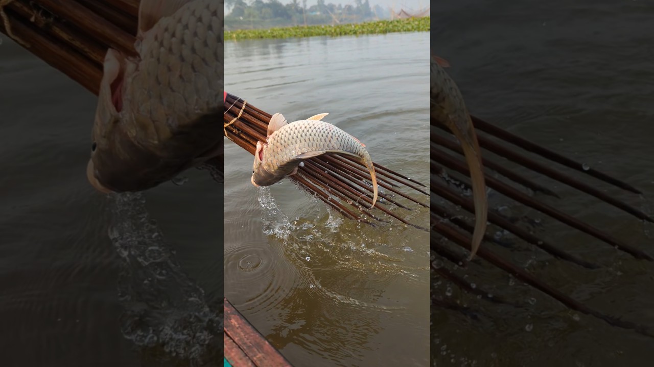 Traditional River Fishing on a Small Boat | #shorts #fishingvideo #boatfishing #riverfishing #yt