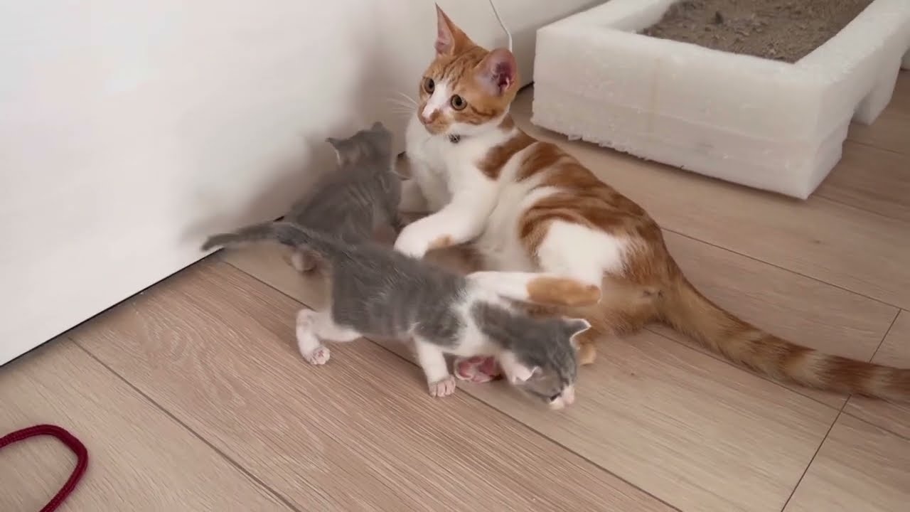 【先住猫と初対面】先住猫と新入り子猫の初顔合わせ！まさかの一瞬で仲良しに！ #猫 #保護猫 #子猫 #cat #kitten #catvideos #癒し動画 