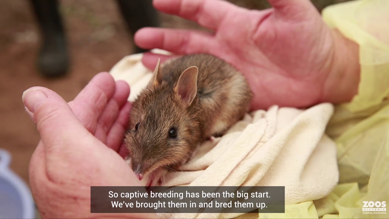 How dogs and sheep are saving bandicoots from extinction
