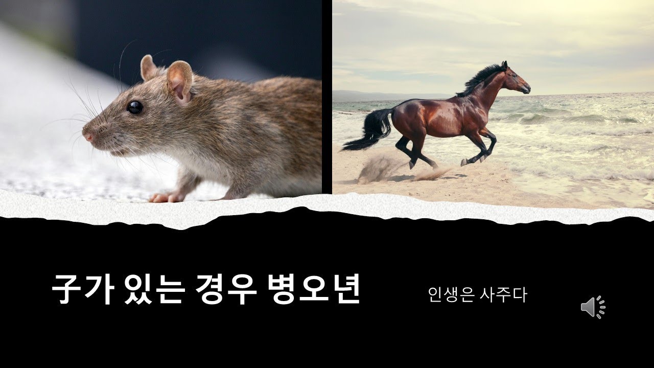 자수 있는 사람의 병오년, 자오충이 불러올 변화는?? How the Rat-Horse Clash Will Impact those with Water energy??