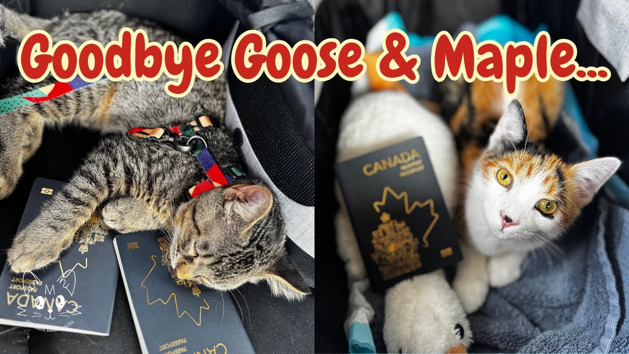 Goodbye Goose & Maple 🥺 ... Final Road Trip to Their New Home 🚗🌴
