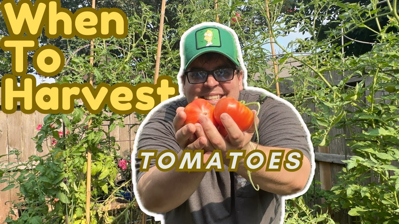 When To Pick Your Tomatoes