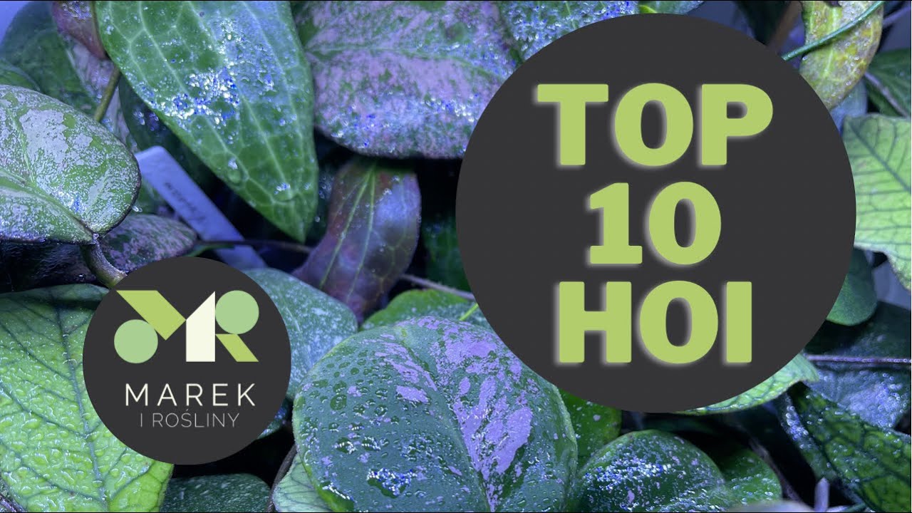 Top 10 hoi - pokazuję moje ulubione hoje