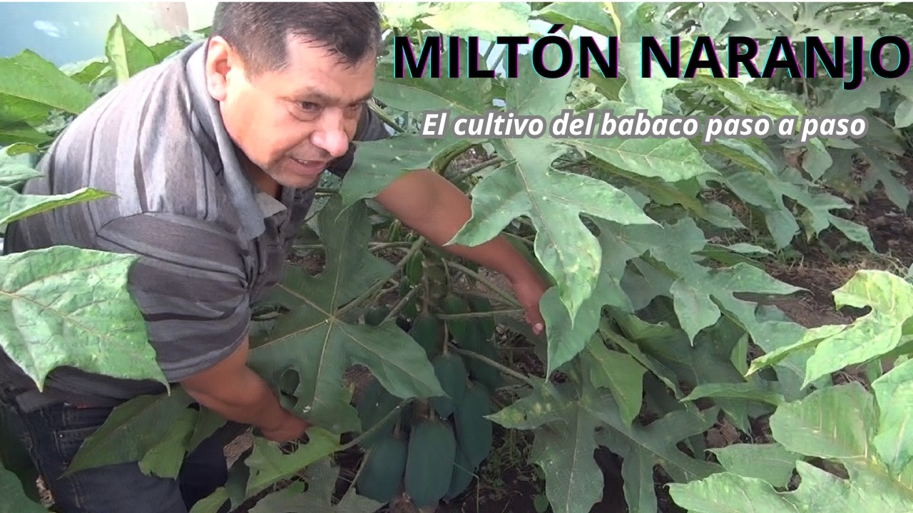 EL BABACO: ¿Cómo se cultiva? un proceso PASO A PASO