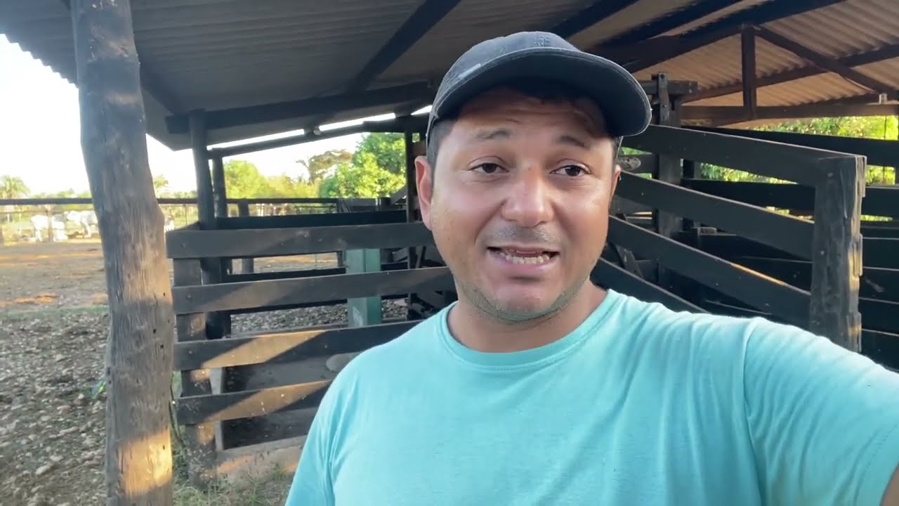 Bezerro nasceu prematuro muito pequeno,e agora o que fazer ? 🤔