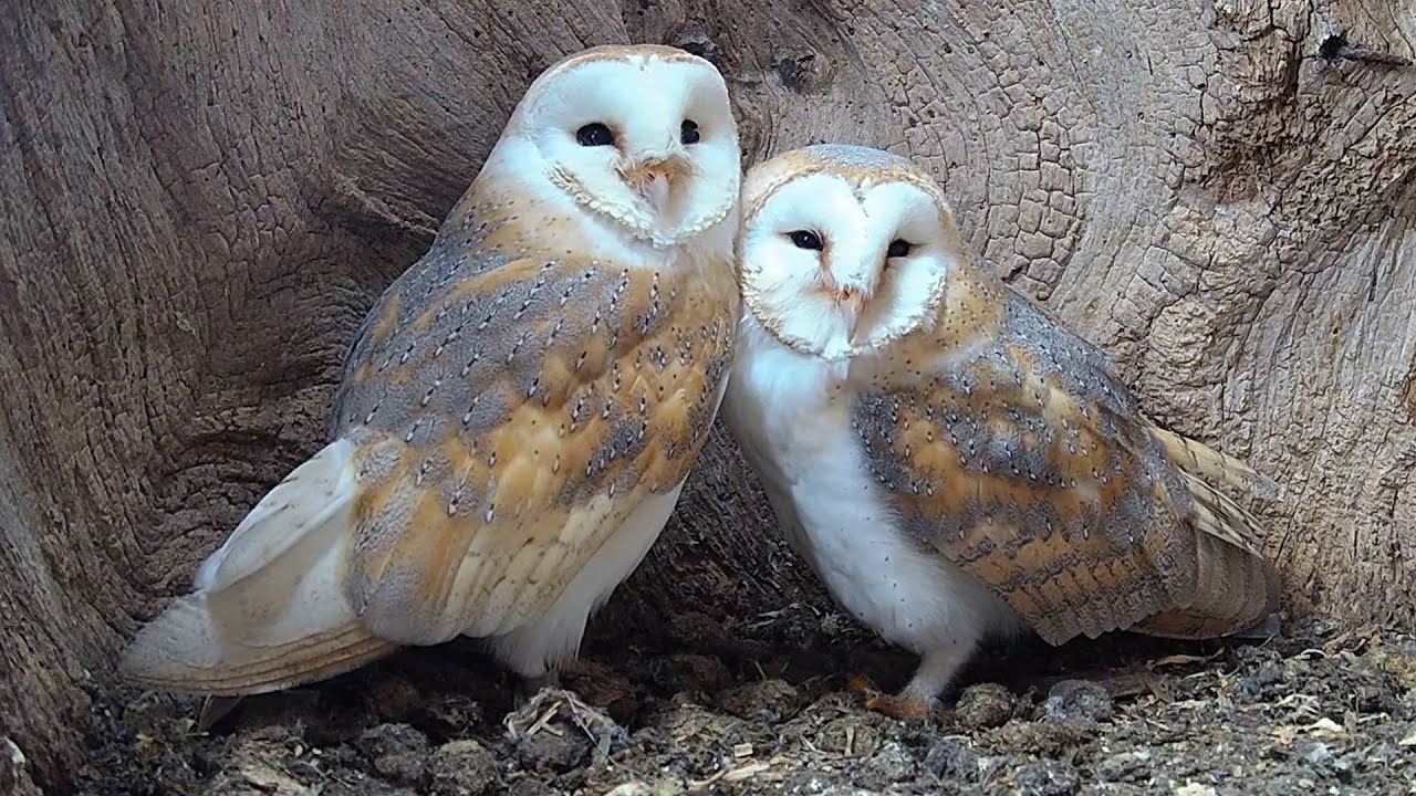 Barn Owl Pair Ready For Eggs | Gylfie & Finn | Robert E Fuller