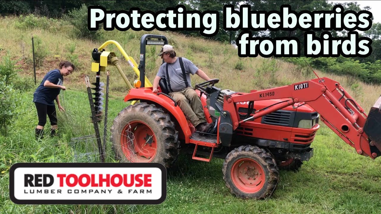 Installing bird netting over our blueberry patch