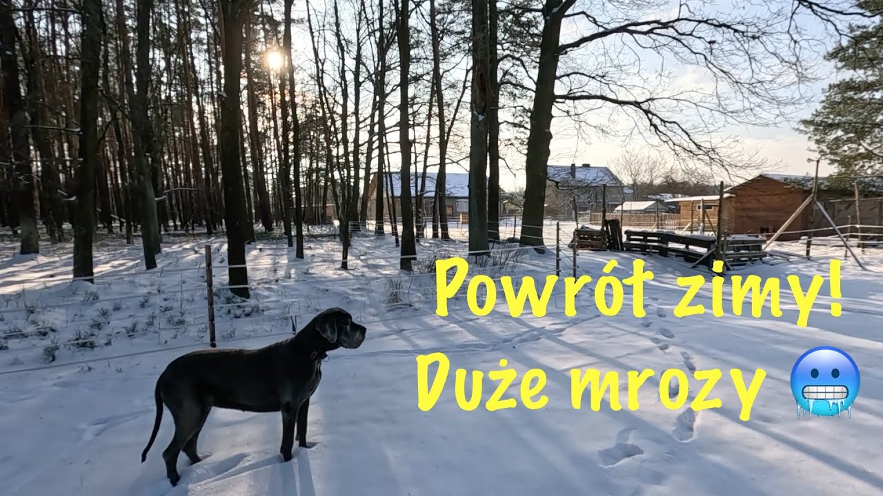 V12 JAK ZABEZPIECZAMY ZWIERZĘTA PRZED MROZAMI !? kury, kozy, króliki, papugi
