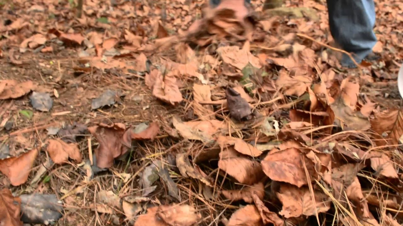 Planting goldenseal in the forest