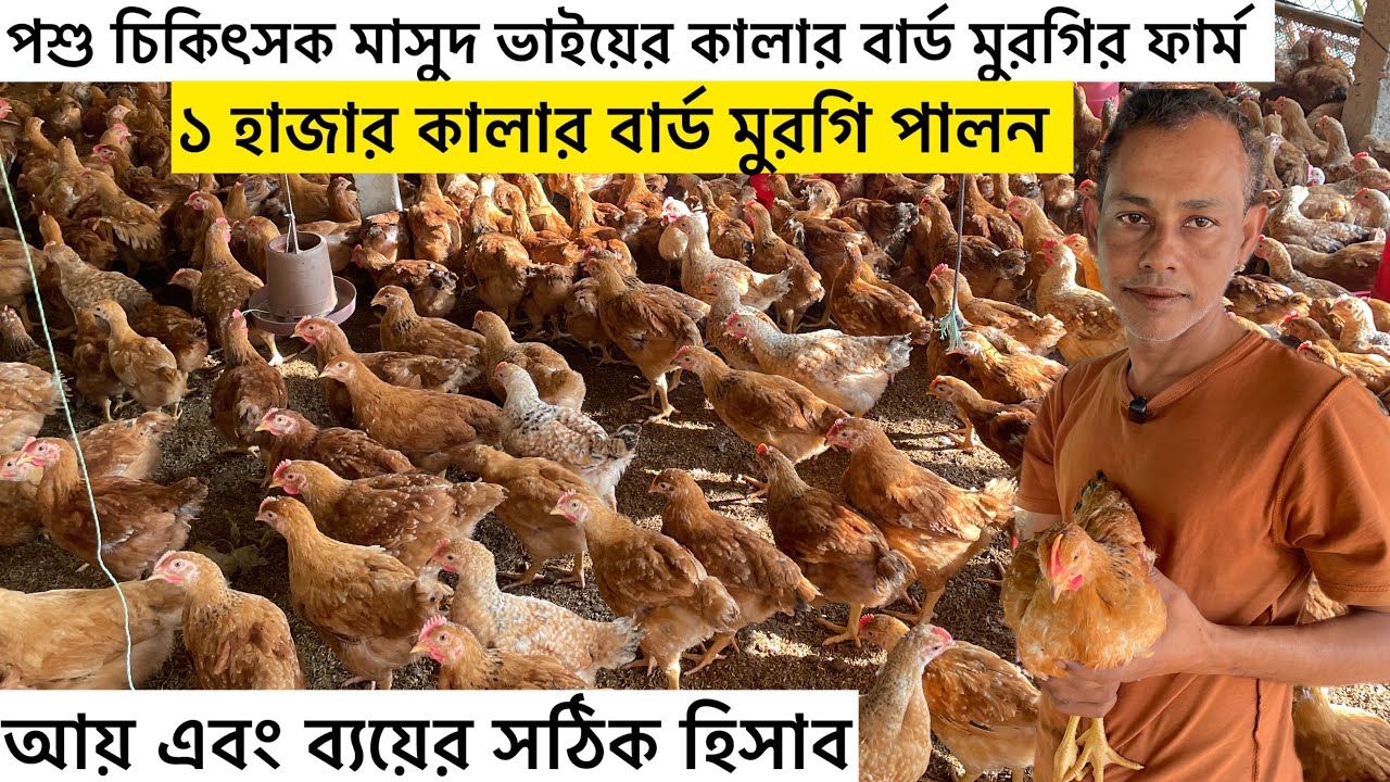 ১ হাজার কালার বার্ড মুরগি পালন লাভ এবং খরচের হিসাব | colour bird murgi | colour chicken farming