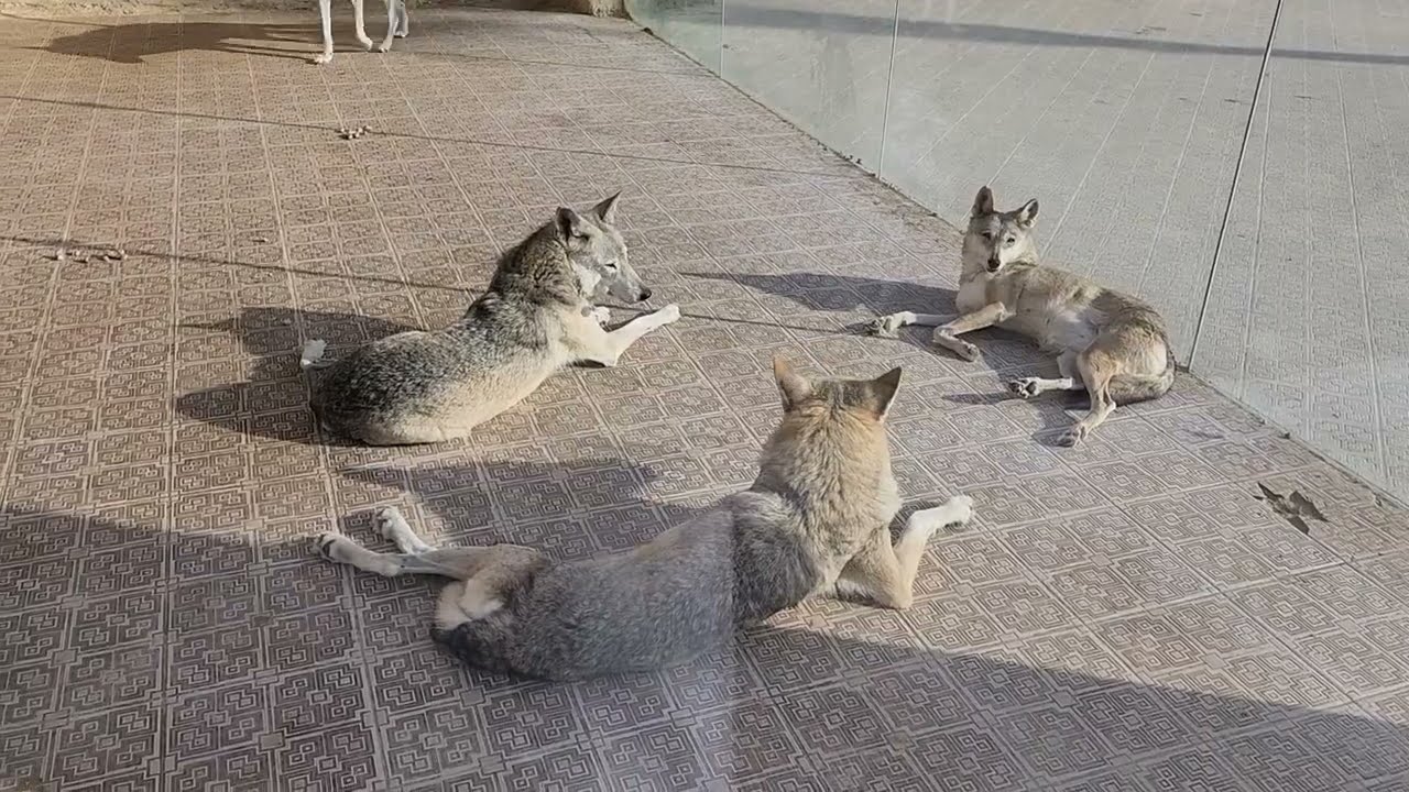 ‪‪‪حديقة الأردن للحيوانات بمدينة عمان