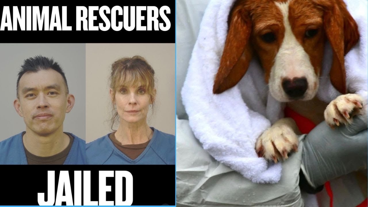 Уэйн Хсиунг: Только что вышел из тюрьмы после участия в программе Huge Beagle Rescue TALKS!