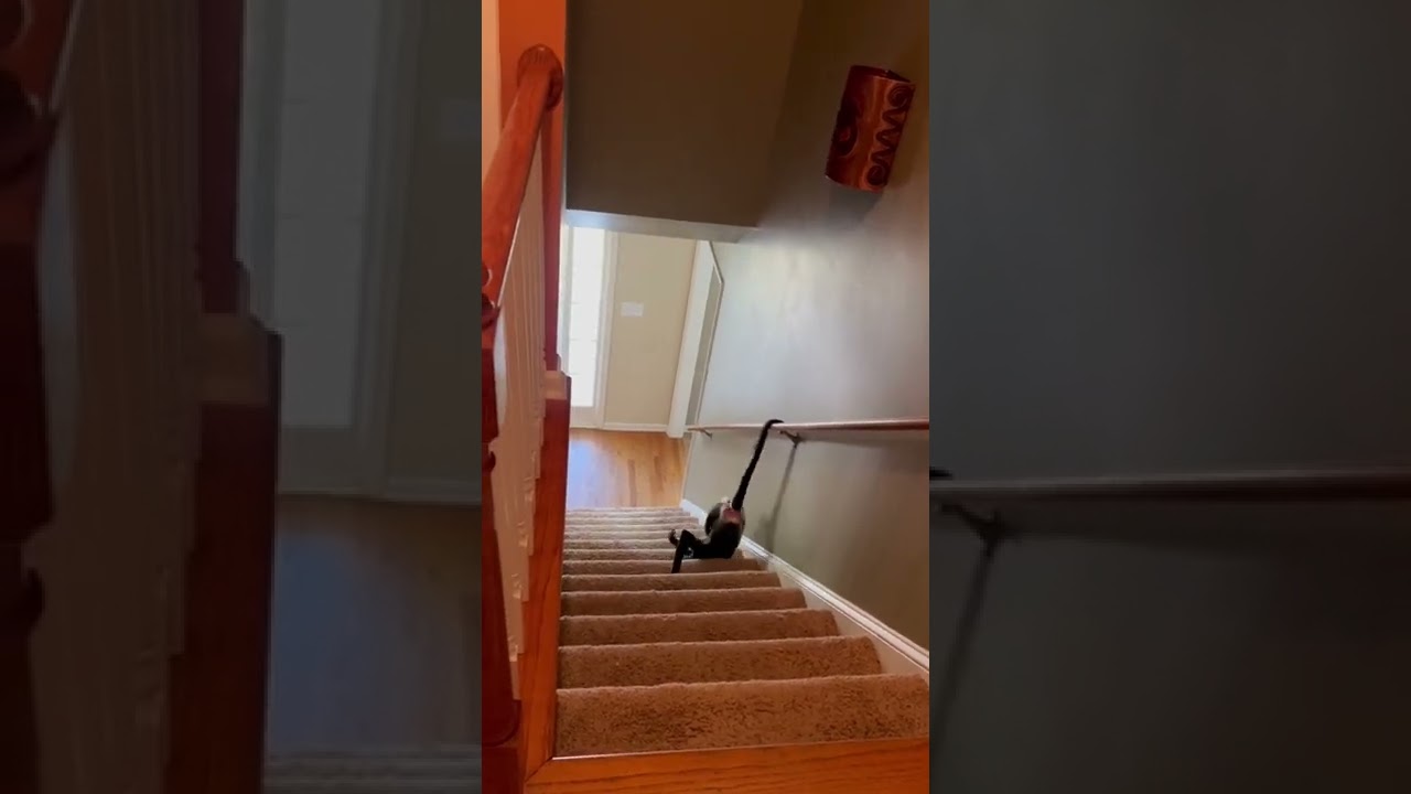 Hard work being a monkey 😆 #hardwork #silly #stairsurfing #personality #cute #spidermonkey #animal