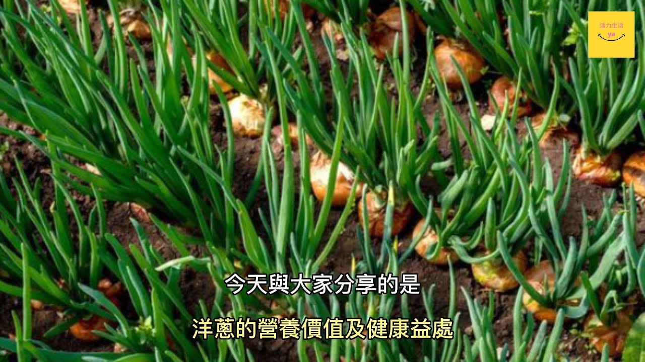 洋蔥的營養與作用