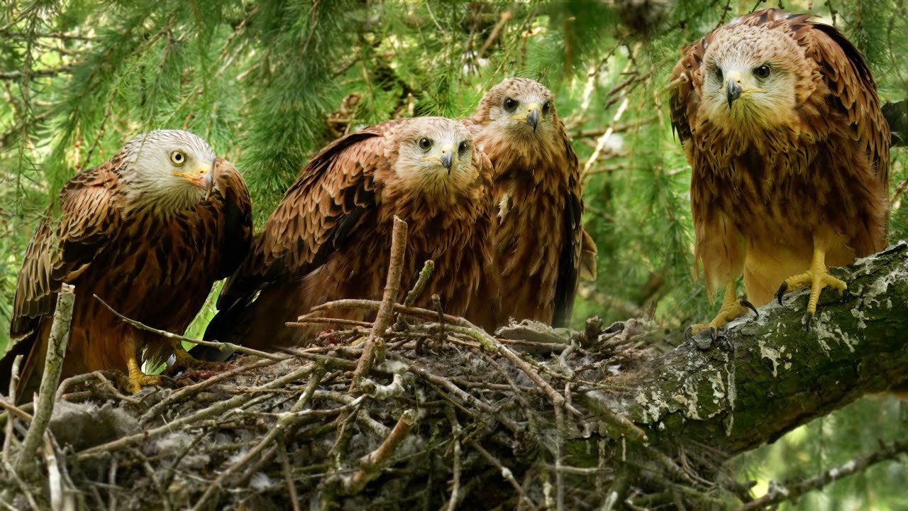 Red Kite Chicks' Last Weeks in the Nest | Discover Wildlife | Robert E Fuller