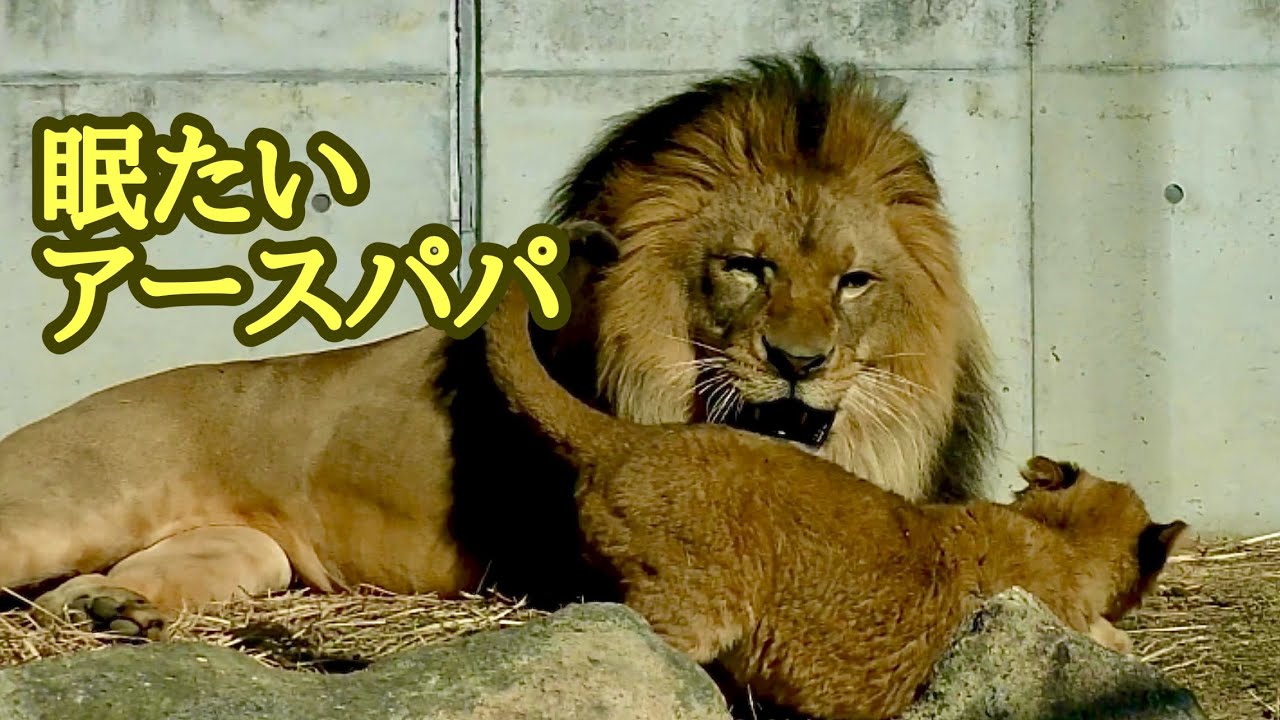 眠たいアースパパの周りを駆け回るこどもたち【のんほいパーク】Lion family Toyohashi Zoo 