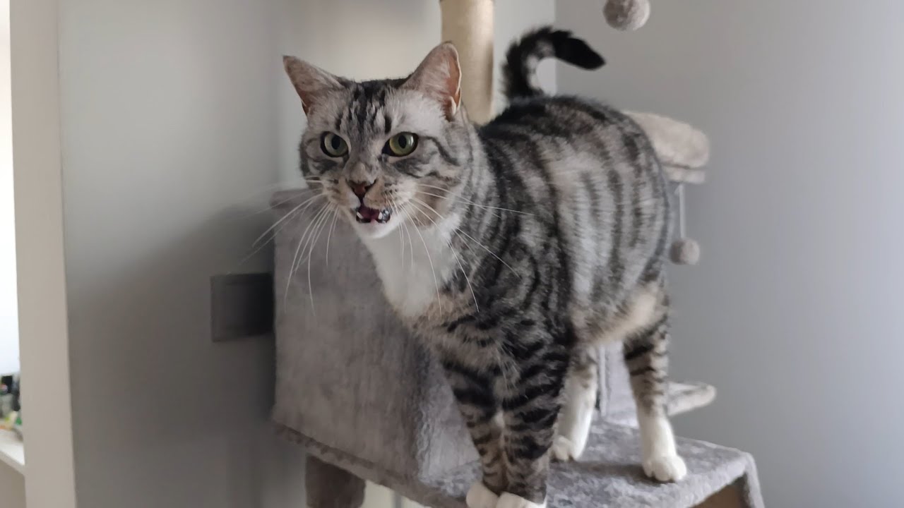 She Finally Got Up There