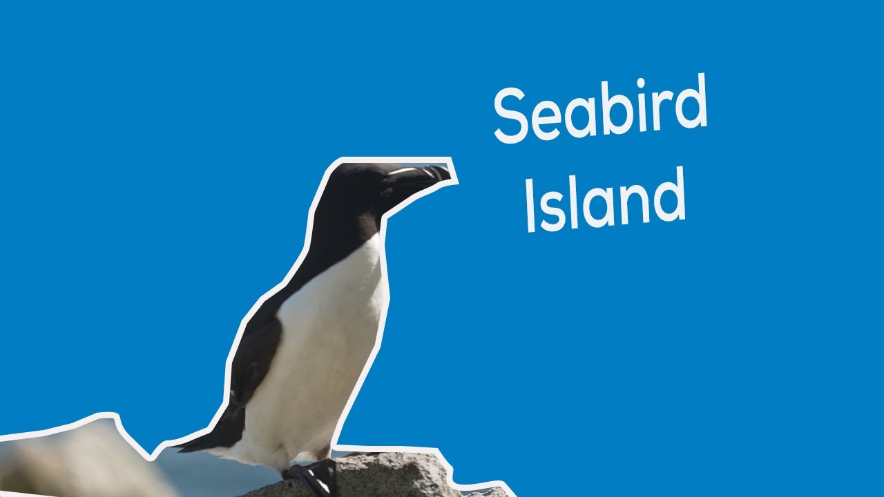 SEABIRD ISLAND
